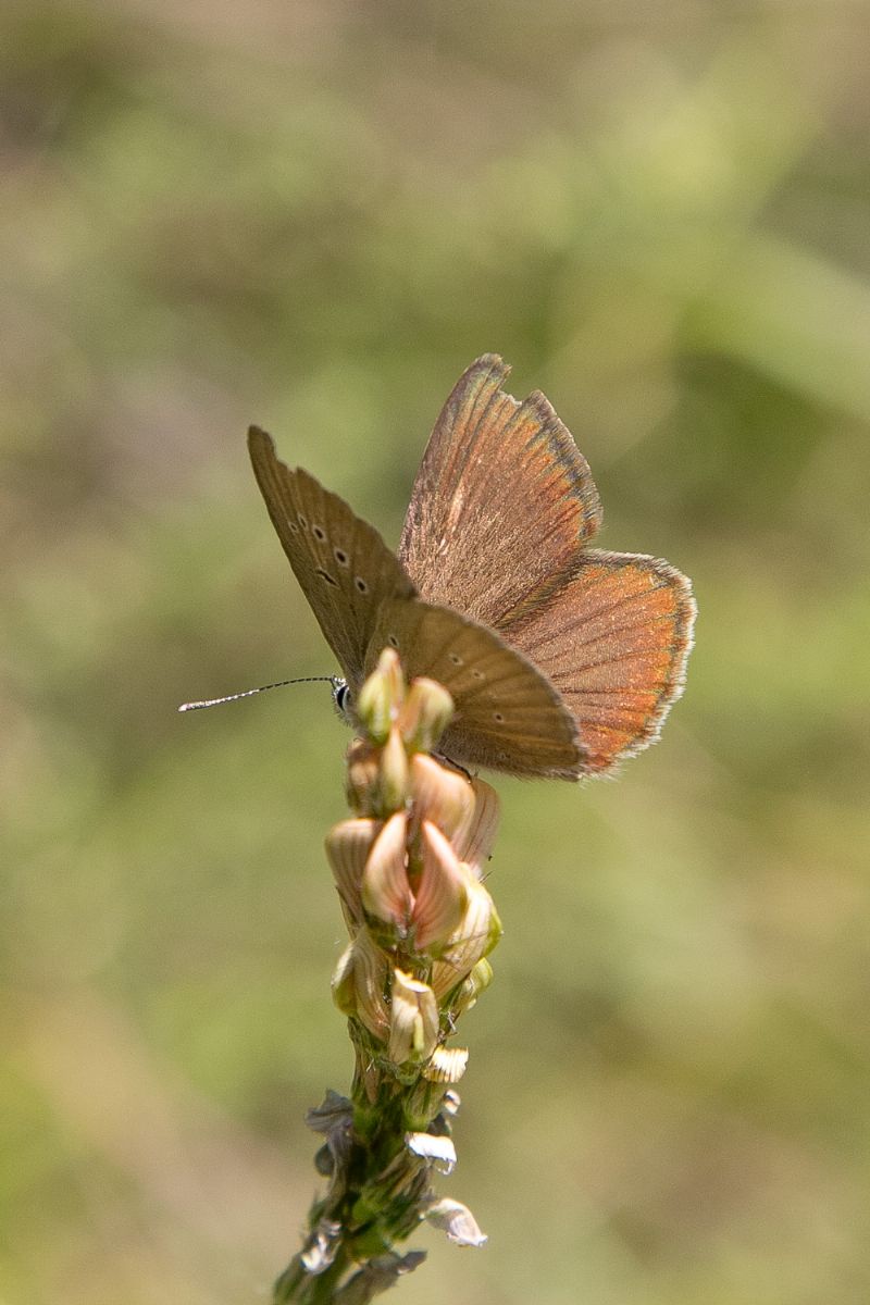 Polyommatud humedasae (chiedo conferma)